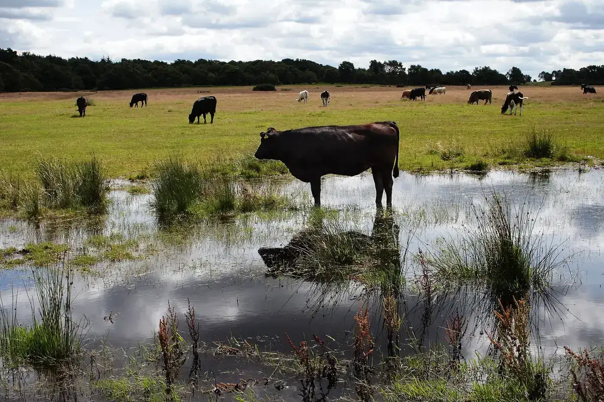 Sutton Park, Birmingham