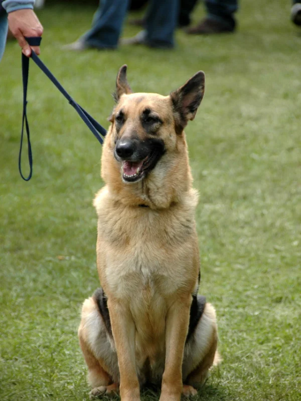 Dog being trained near London