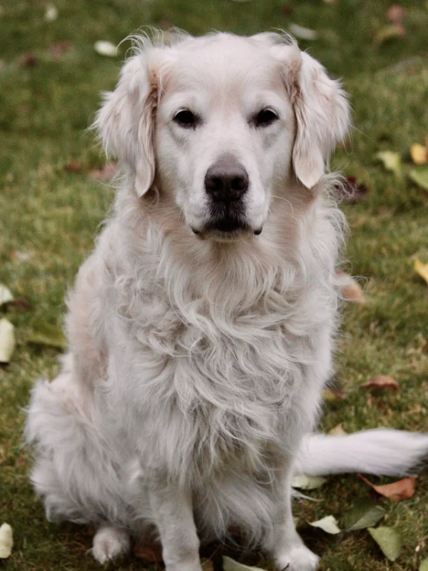 Dog being trained near London