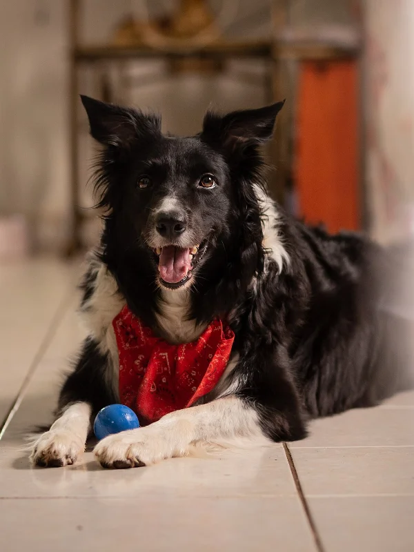 Dog being trained near Cardiff