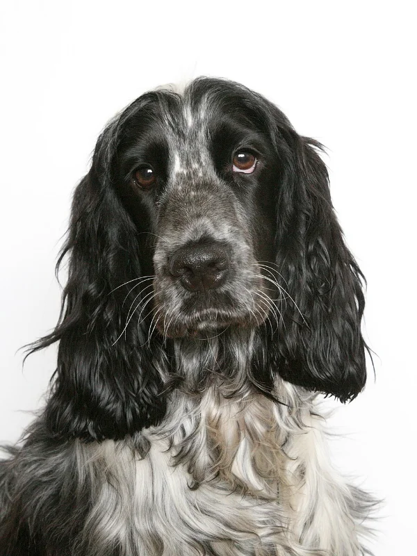 Dog being trained near Cardiff