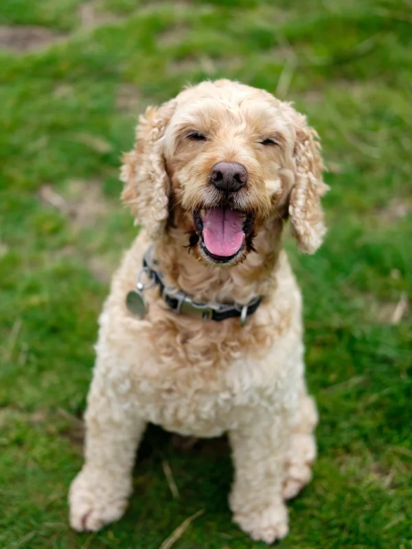 Dog being trained near Belfast