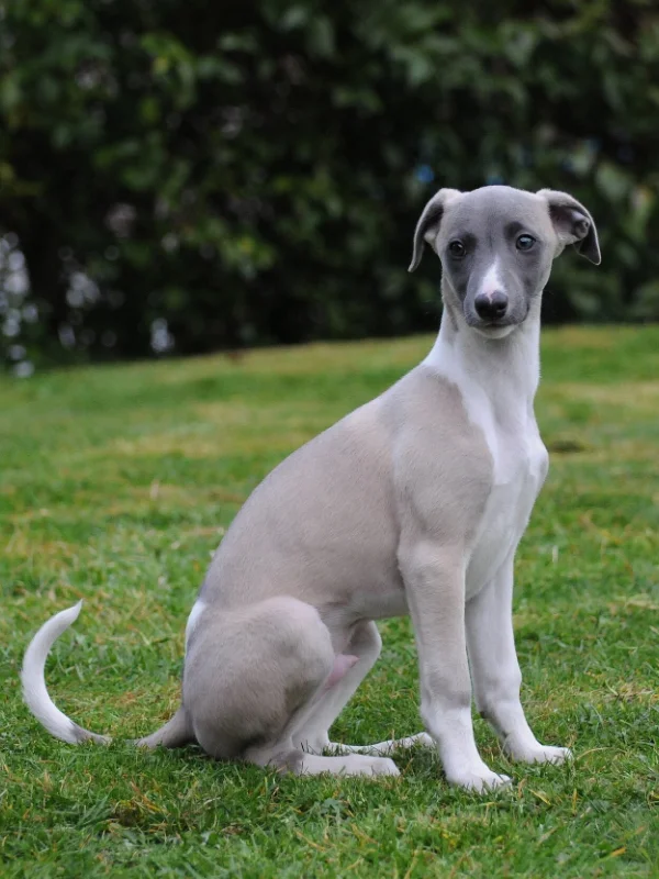 Dog being trained near Belfast