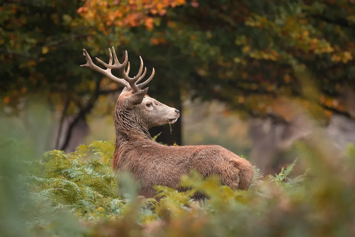 Richmond Park, London